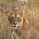 Löwe in der Masai Mara