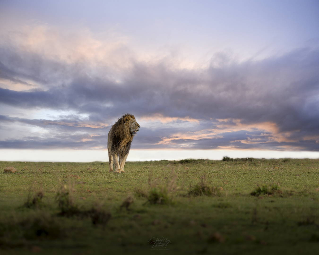 Löwe in der Masai Mara