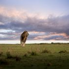 Löwe in der Masai Mara