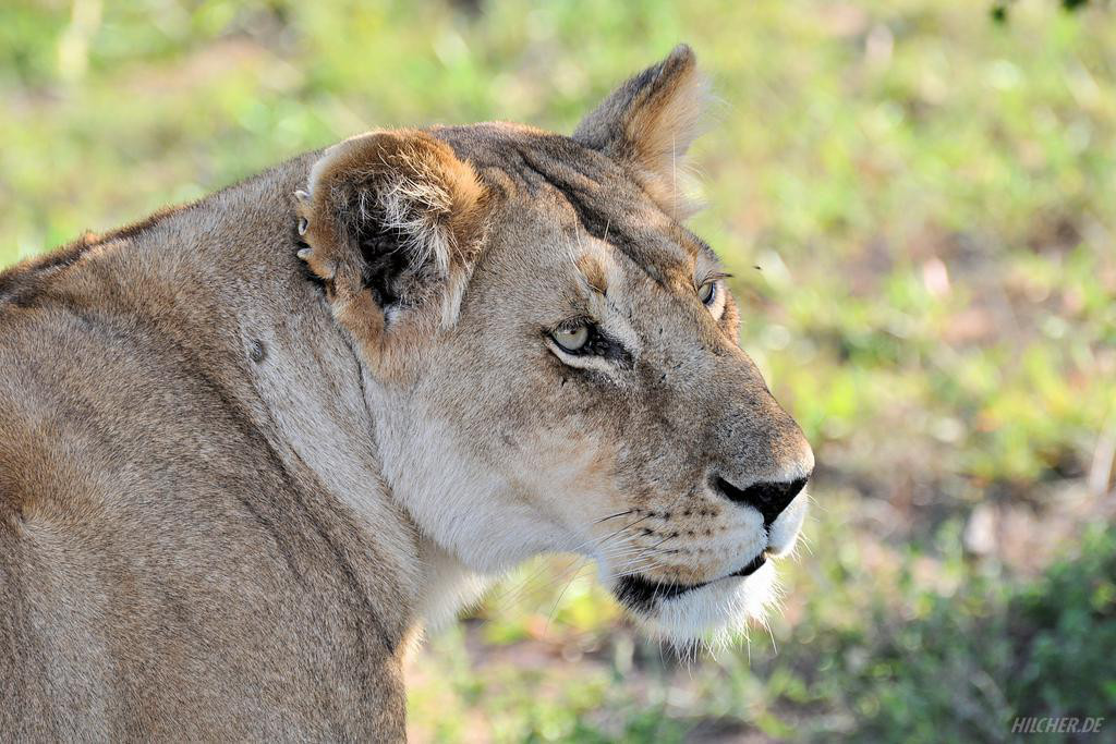 Löwe in der Masai Mara in Kenia