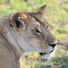 Löwe in der Masai Mara in Kenia