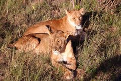 Löwe in der Masai Mara Kenia