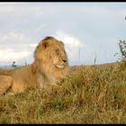 Löwe in der Massai Mara