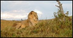 Löwe in der Massai Mara