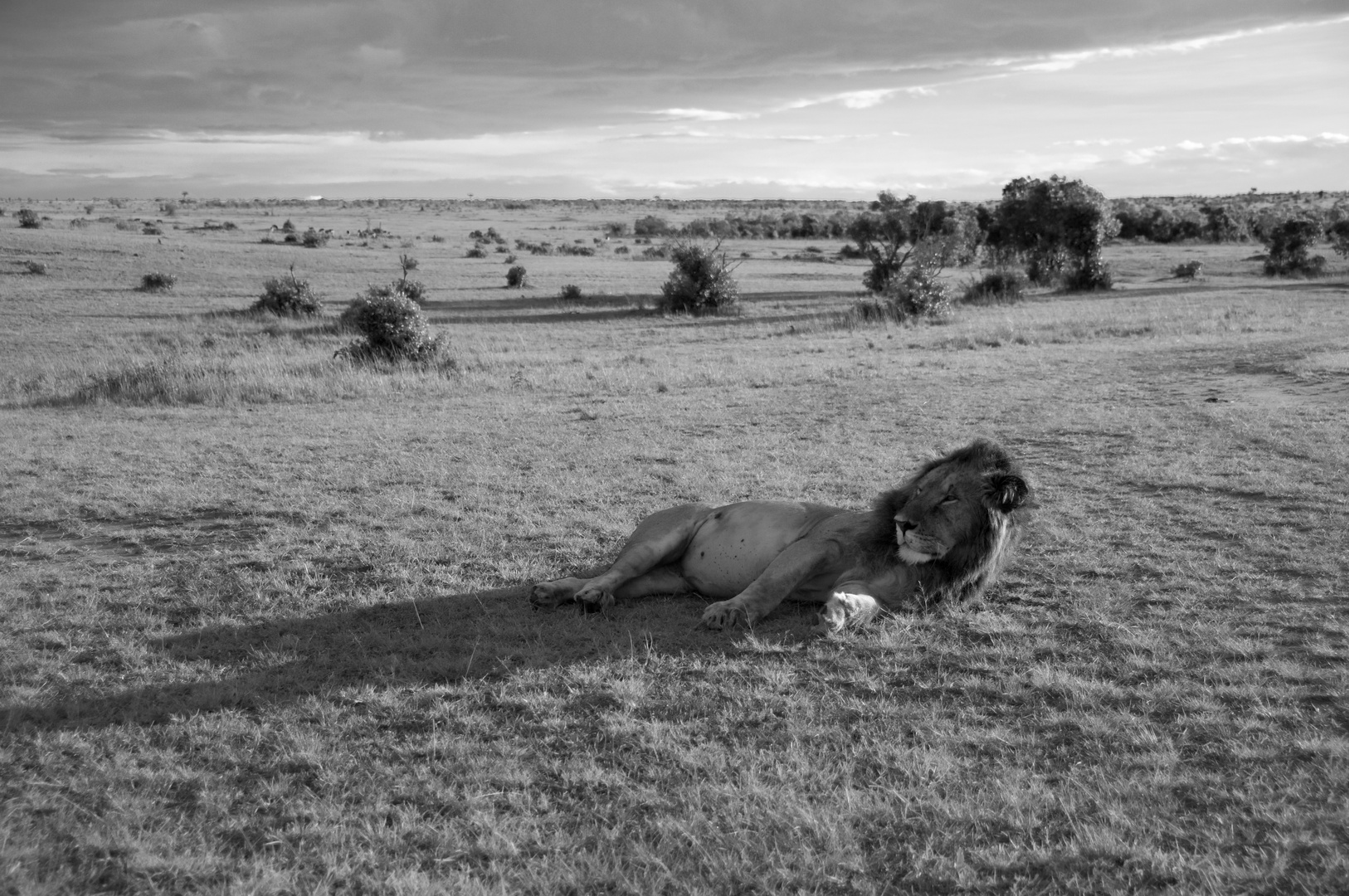 Löwe in der Massai Mara