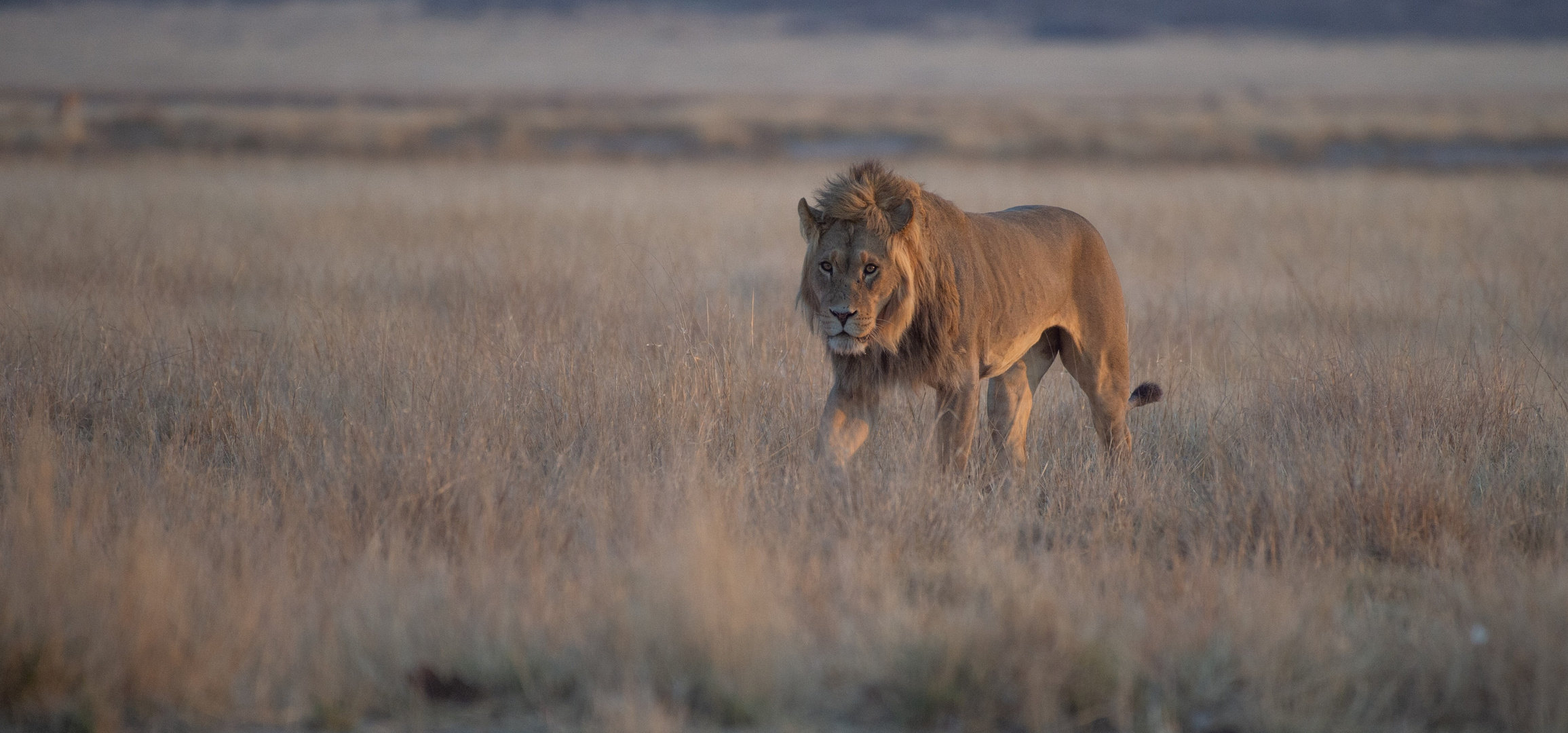 Löwe in der Mpayathutlwa Pan / Mabuasehube (Botswana)