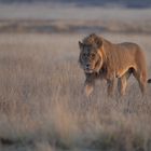 Löwe in der Mpayathutlwa Pan / Mabuasehube (Botswana)