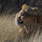 Löwe in der Mpayathutlwa Pan / Mabuasehube (Botswana)