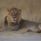 Löwe in der Mpayathutlwa Pan / Mabuasehube (Botswana)