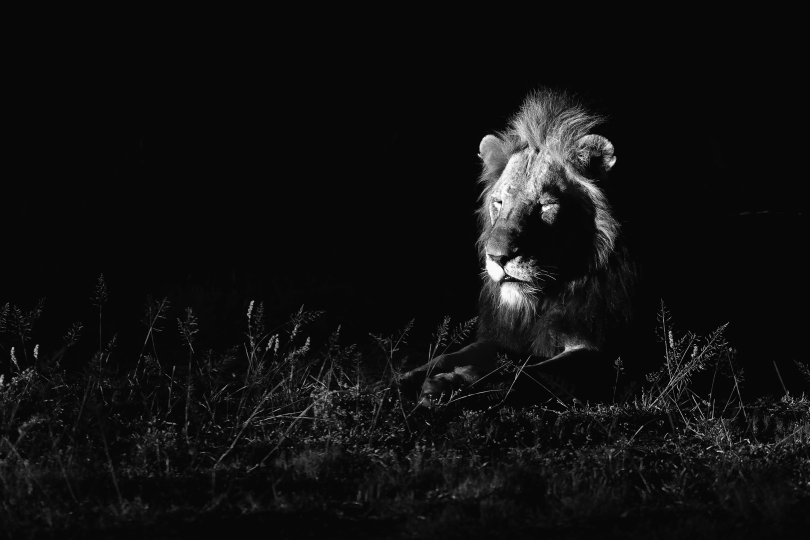 Löwe in der Nacht