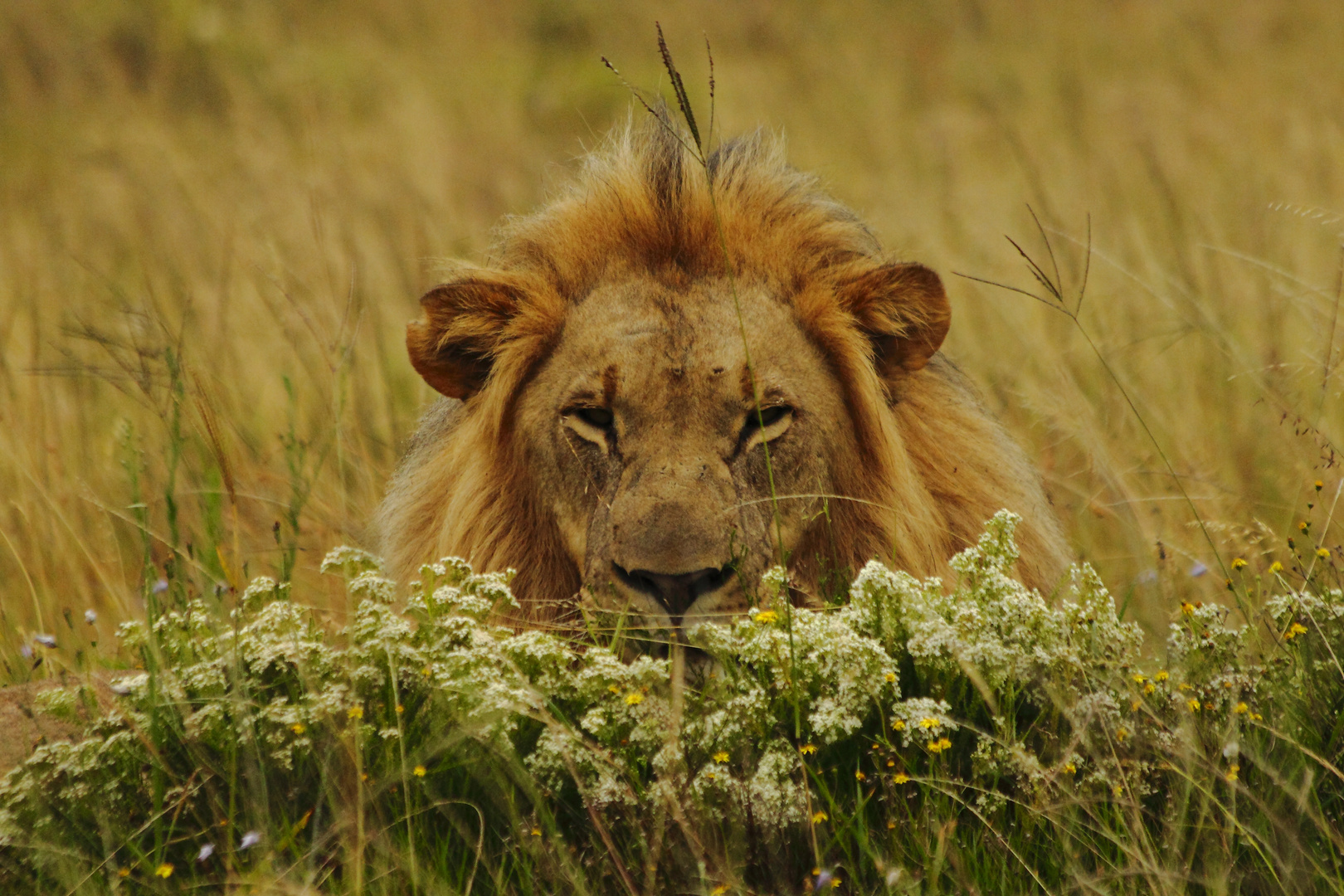 Löwe in der Natur