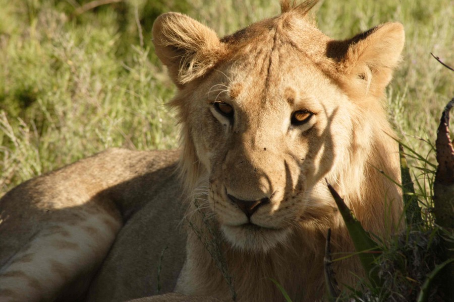 Löwe in der Serengeti