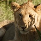 Löwe in der Serengeti