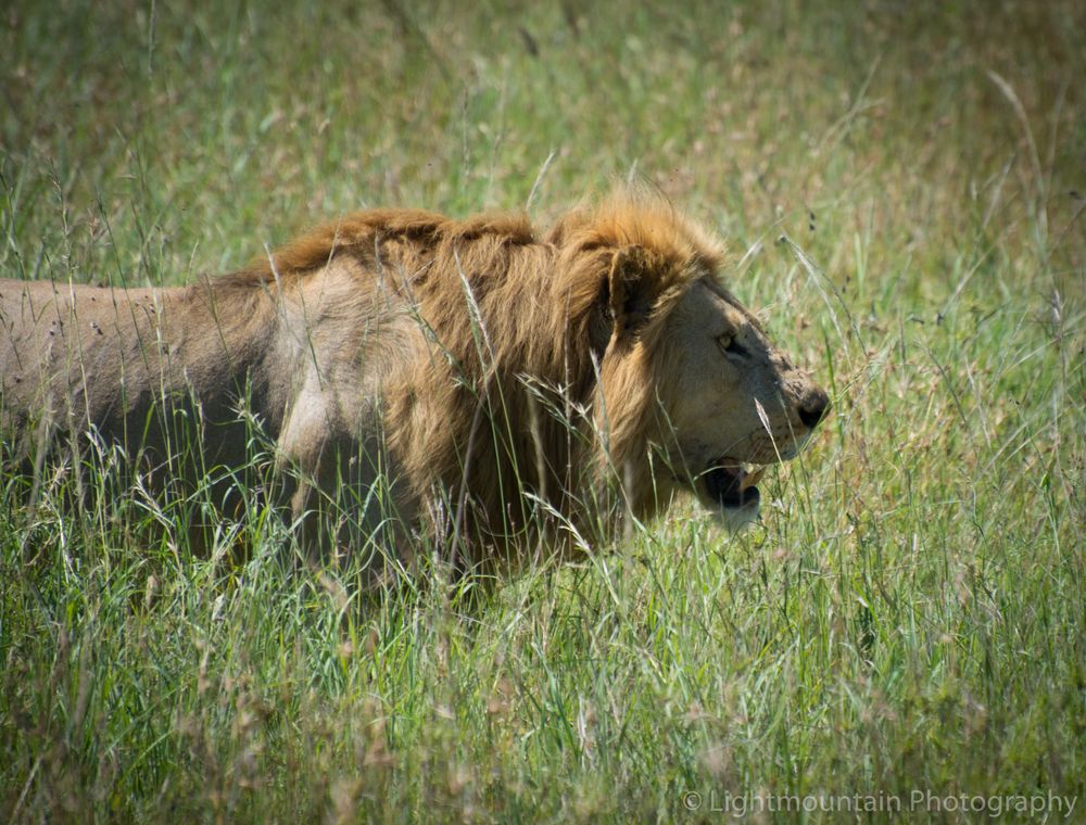 Löwe in der Serengeti