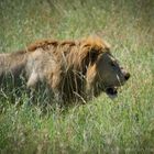 Löwe in der Serengeti