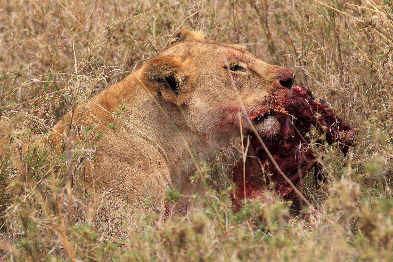 Löwe in der Serengeti beim Fressen eines Wasserschweines