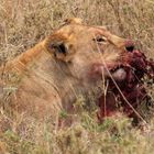 Löwe in der Serengeti beim Fressen eines Wasserschweines