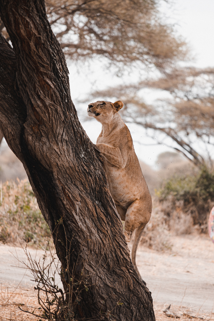 Löwe in der Serengeti