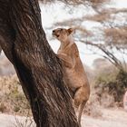 Löwe in der Serengeti