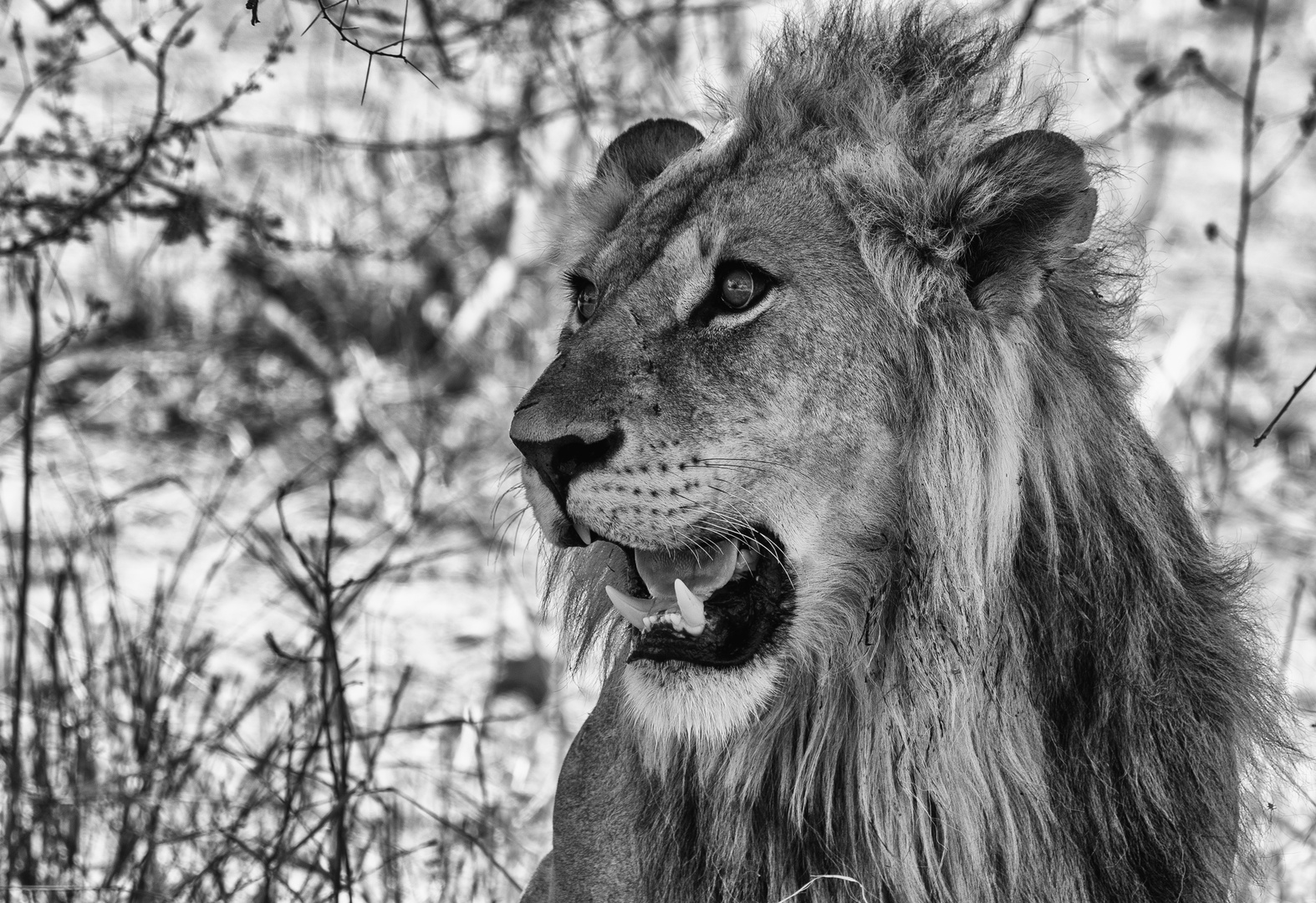 Löwe in der Serengeti