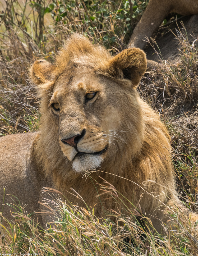 Löwe in der Serengeti