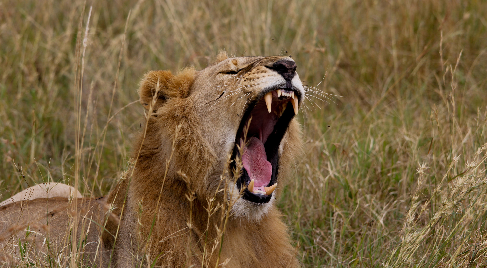 Löwe in der Serengeti