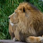 Löwe in der Stuttgarter Wilhelma