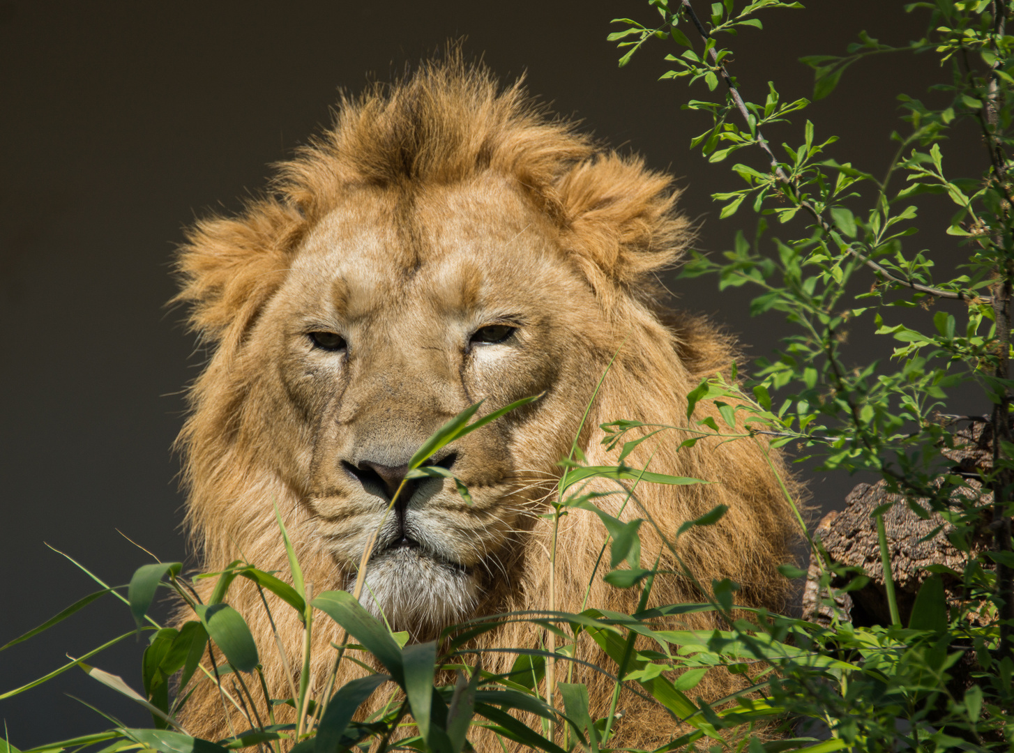 Löwe in der Wilhelma