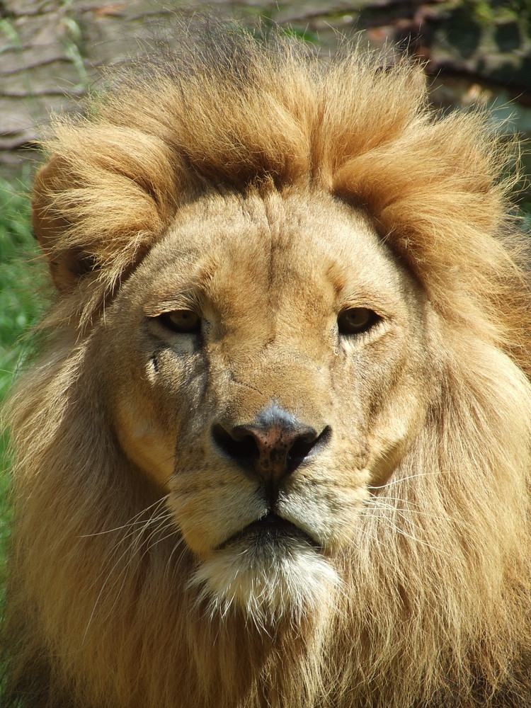 Löwe in der Zoom Erlebniswelt, Gelsenkirchen