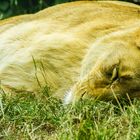 Löwe in Eberswalder Zoo