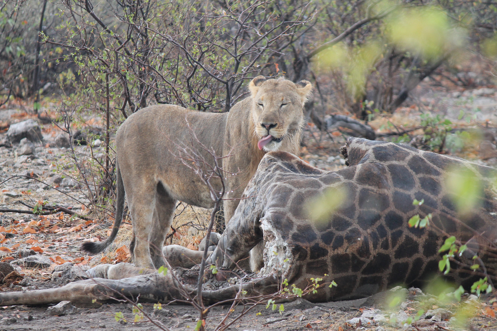 Löwe in Etosha