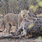 Löwe in Etosha