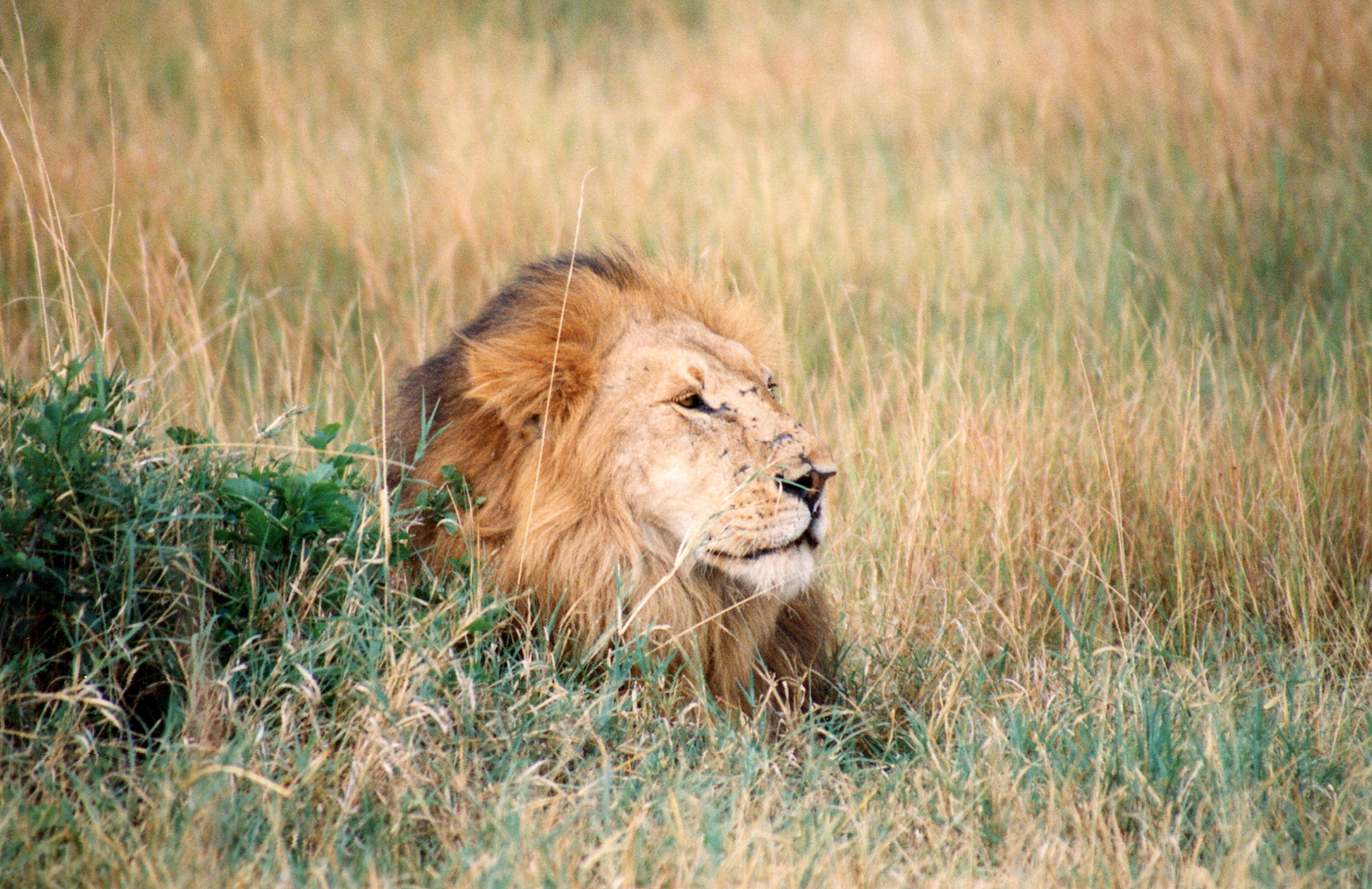 Löwe in freier Natur Kenias