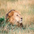 Löwe in freier Natur Kenias