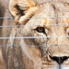 Löwe in Gefangenschaft