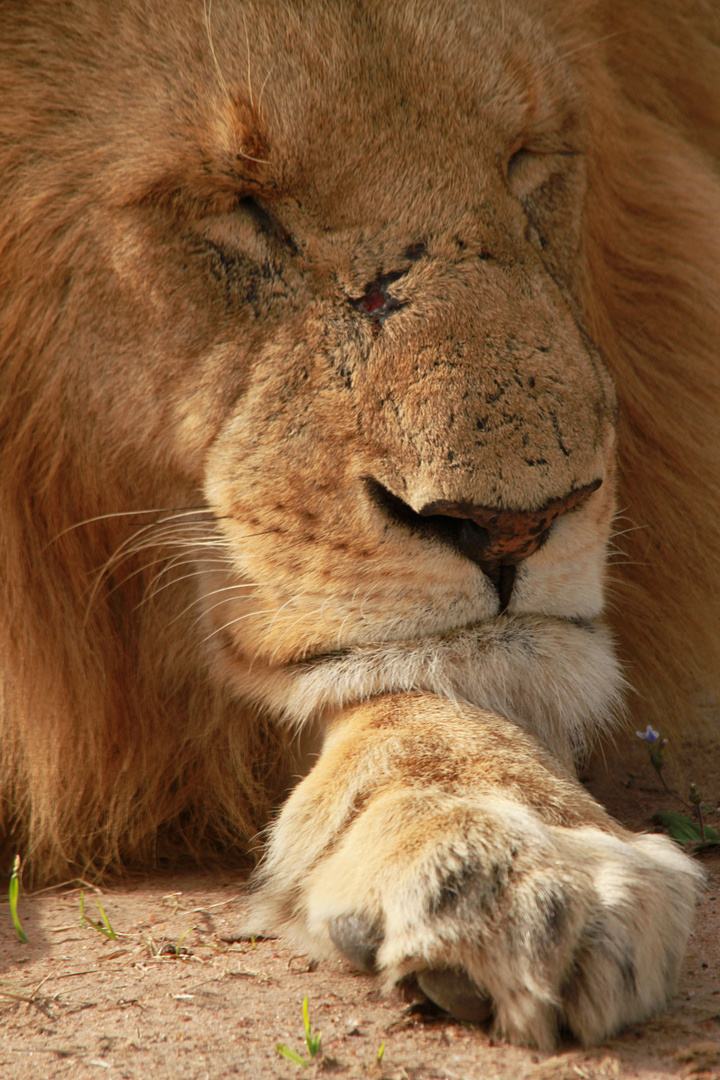 Löwe in Masai Mara