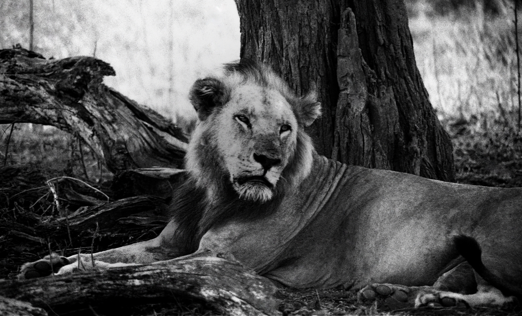 Löwe in Masai Mara