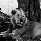 Löwe in Masai Mara