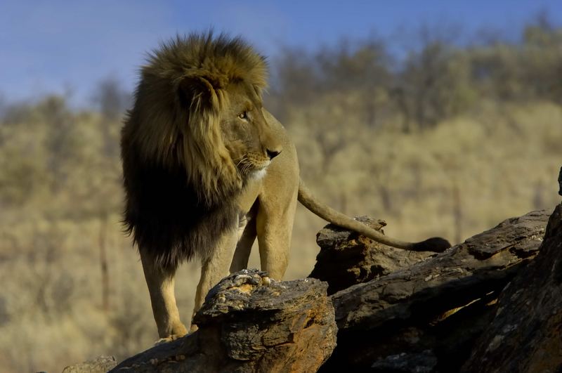 Löwe in Namibia