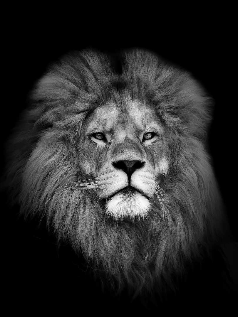 Lowe In Schwarz Weiss Foto Bild Tiere Zoo Wildpark Falknerei Saugetiere Bilder Auf Fotocommunity