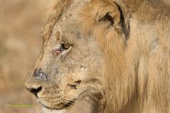 Löwe in South Luangwa