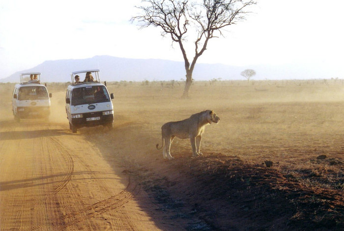 Löwe in Tsavo-Ost