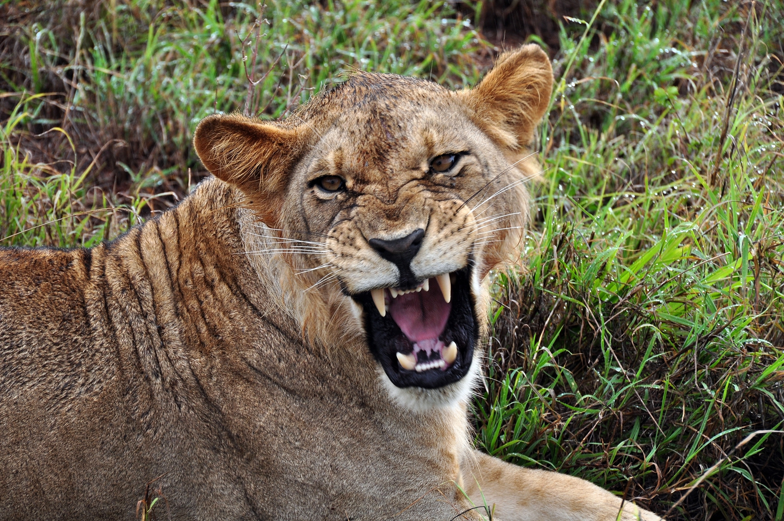 Löwe in Tsavo West