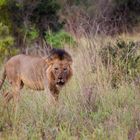 Löwe in Tsavo-West