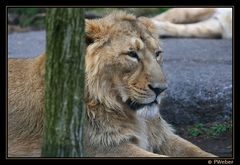 Löwe IV(Panthera leo)