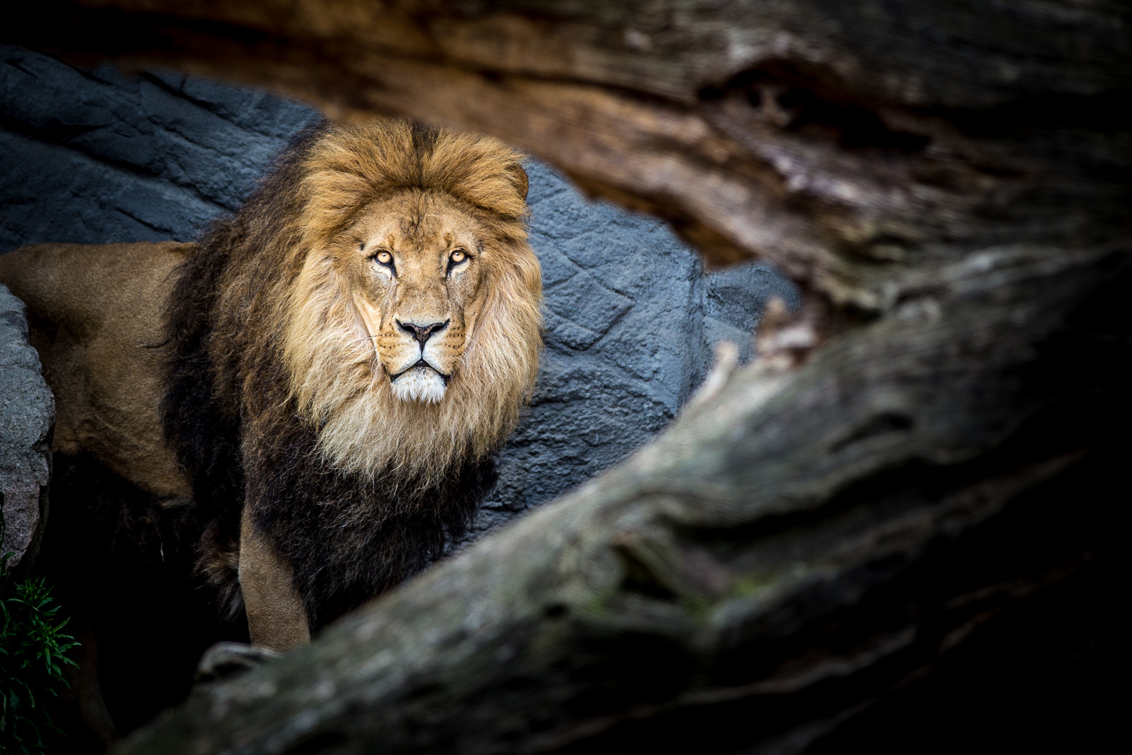 Löwe König der Tiere