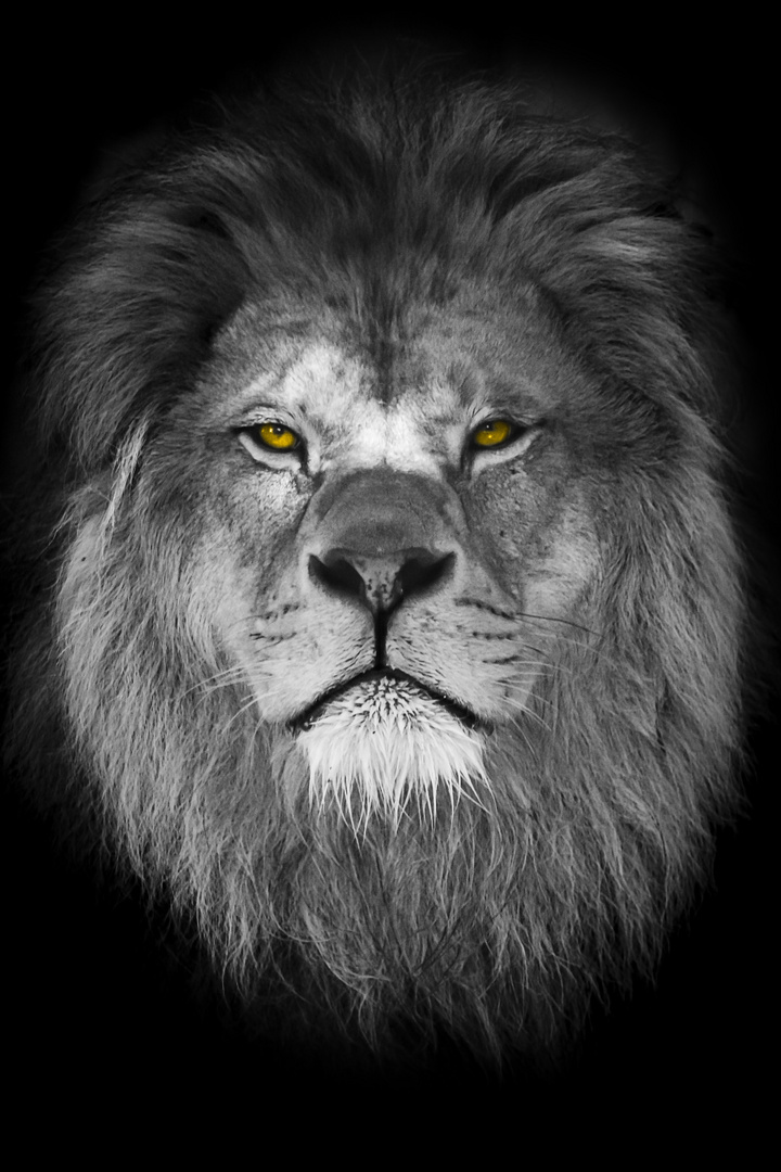Löwe - König der Tiere
