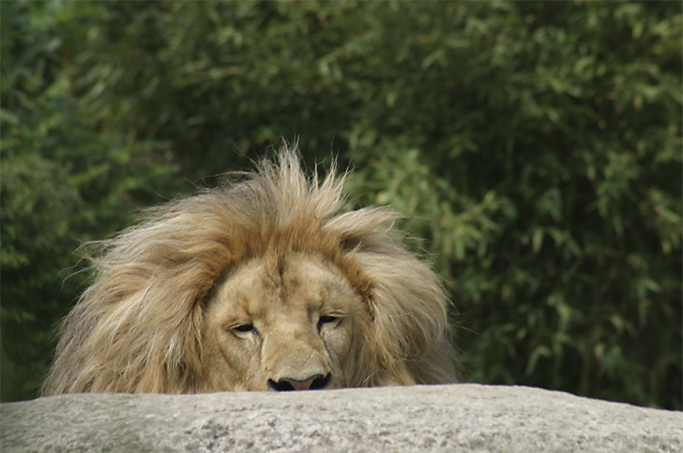 Löwe - Leipziger Zoo