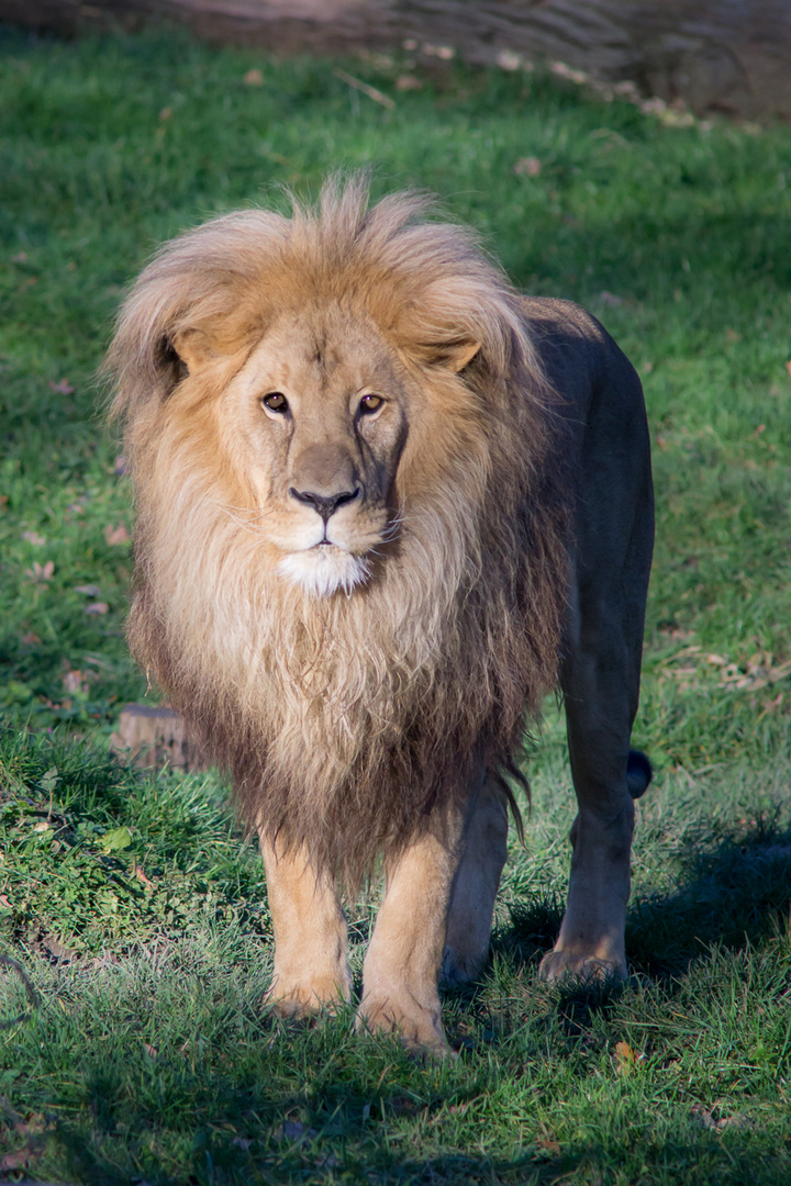 Löwe Leipziger Zoo