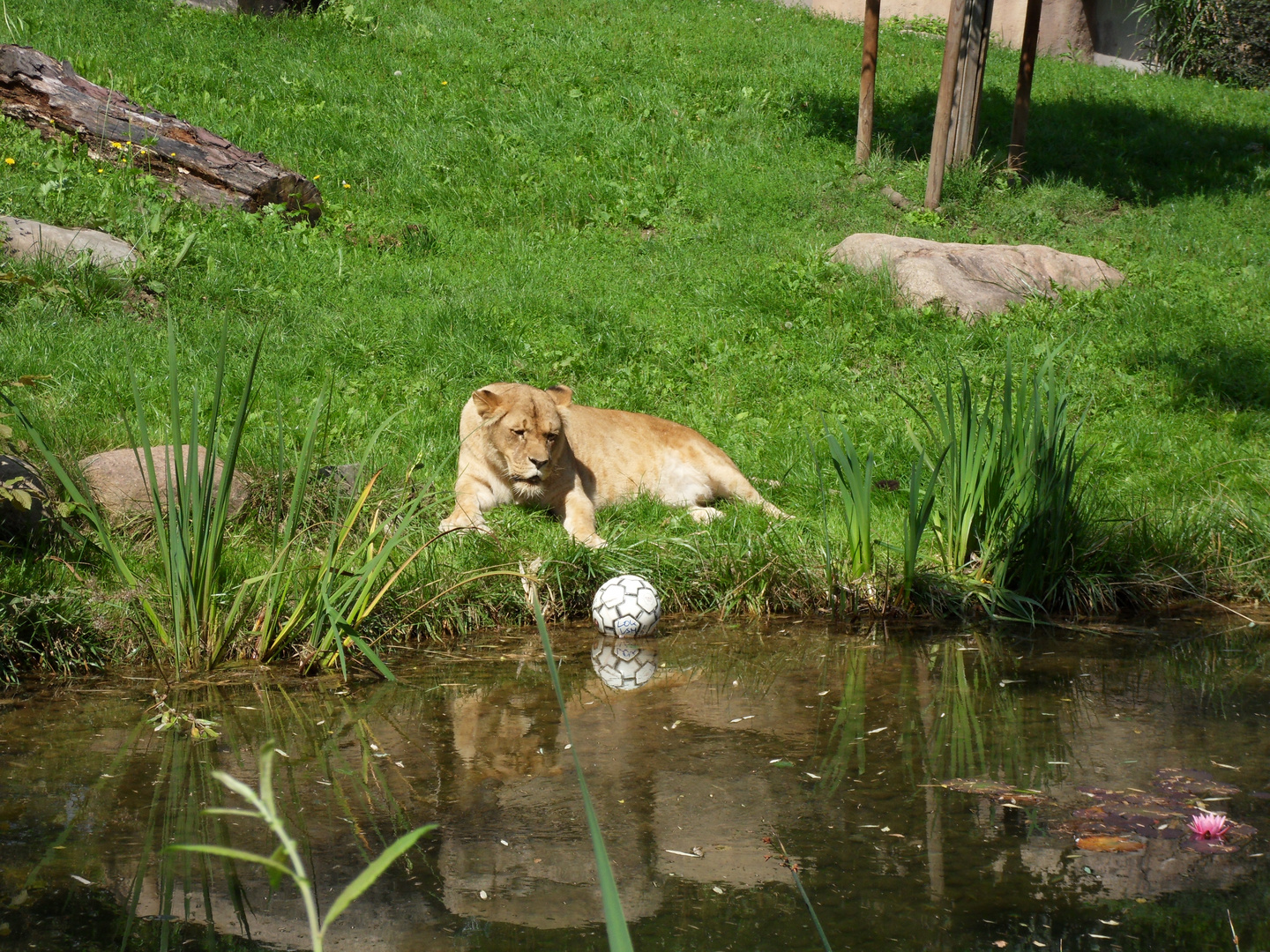 Löwe liegt auf der (Ball) Lauer